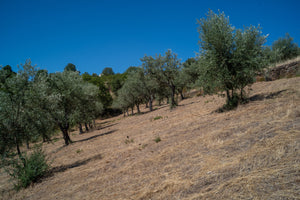 Quinta da Retorta