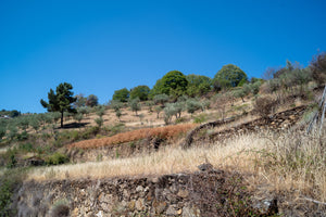 Quinta da Retorta